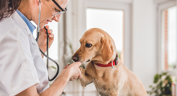 شرکت محصولات پزشکی جیانگ سو دینگشون